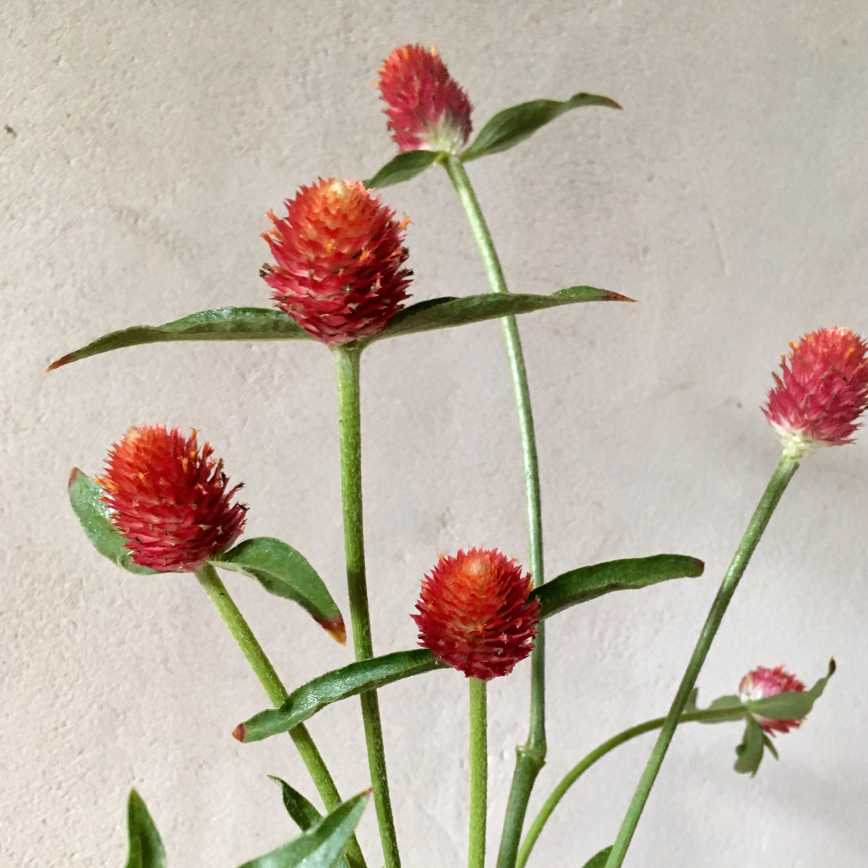 Gomphrena 'Strawberry Fields' Seeds