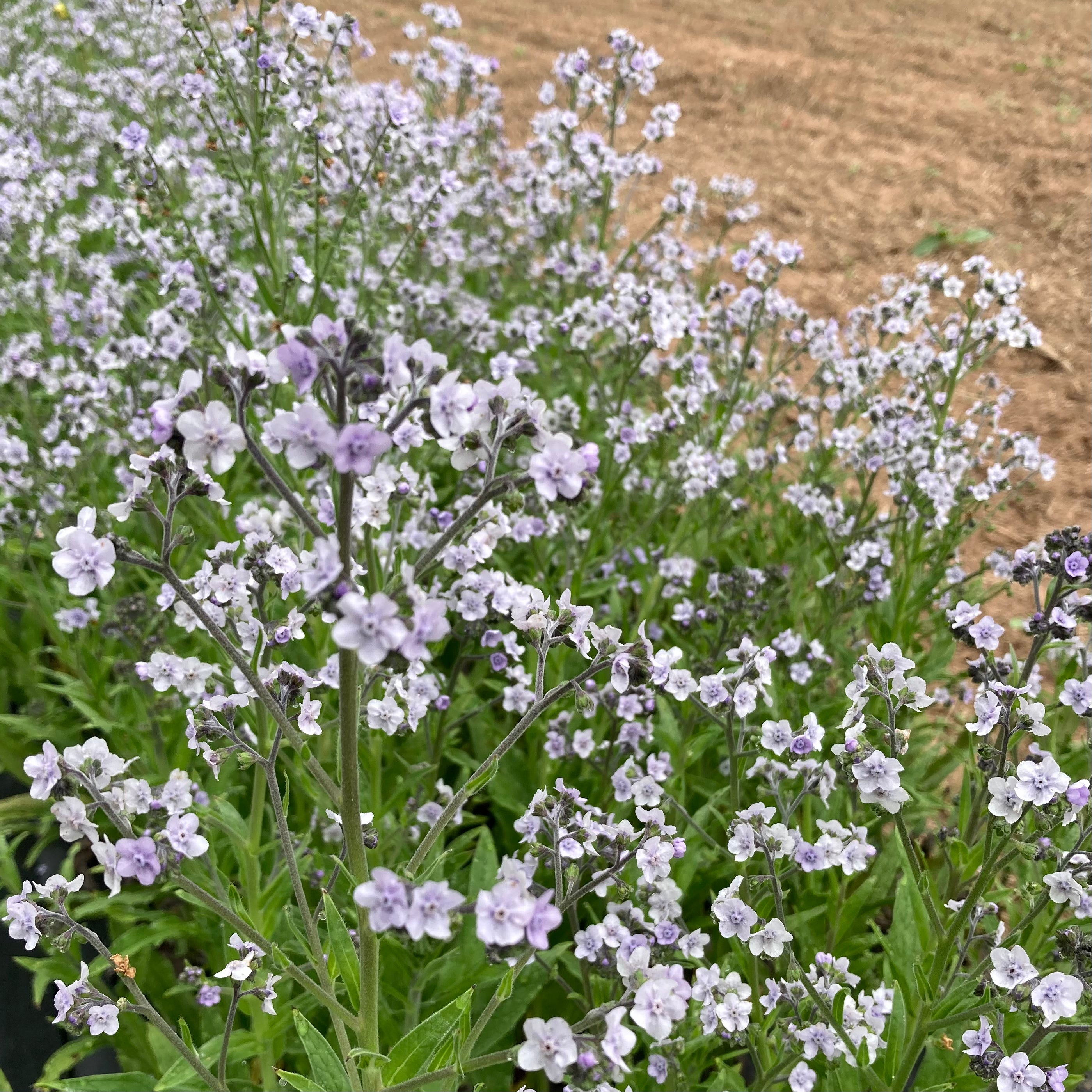 forget me not plant seeds Forget-Me-Not 'Ms. Marilyn' Seeds