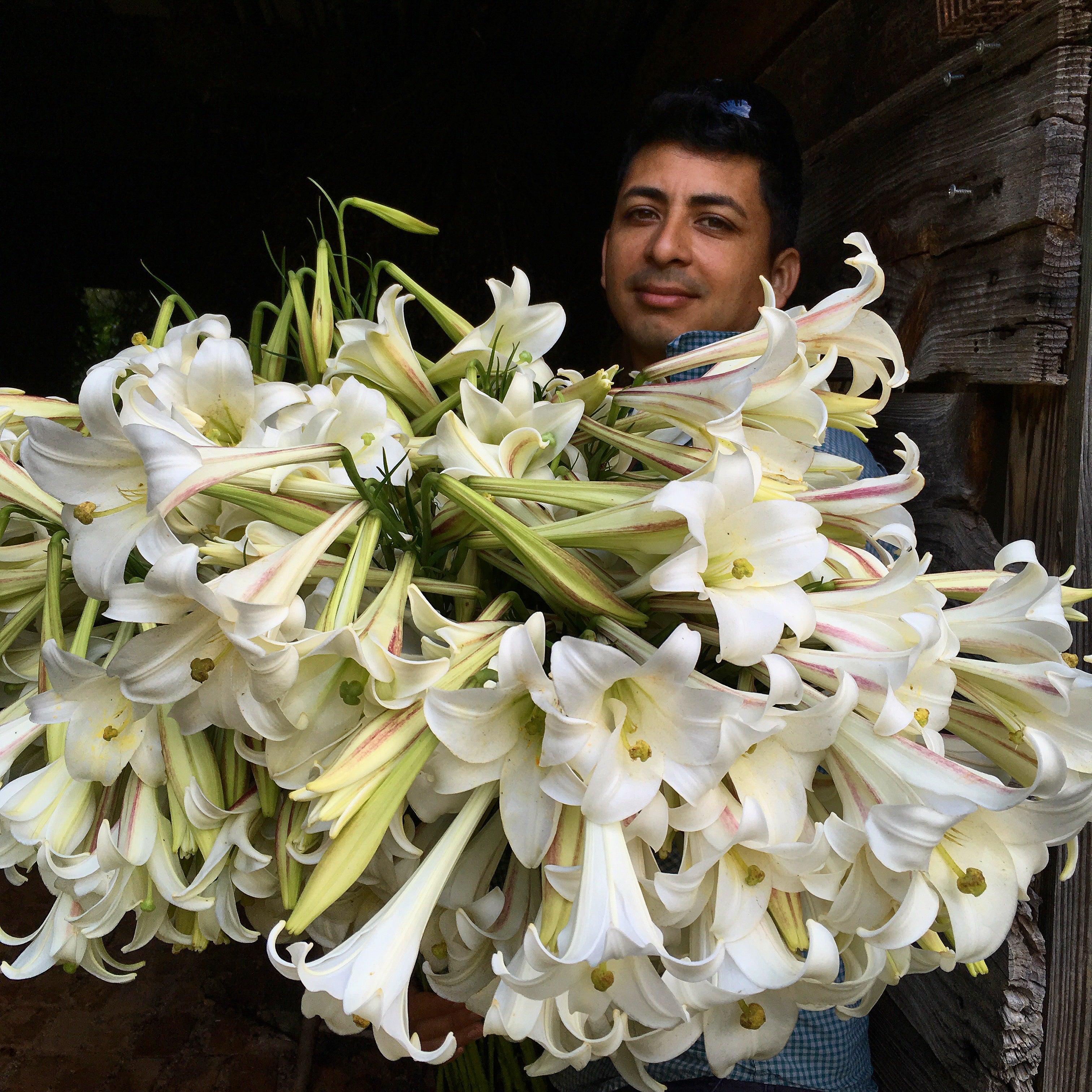 white lily seed Formosa Lily Seeds