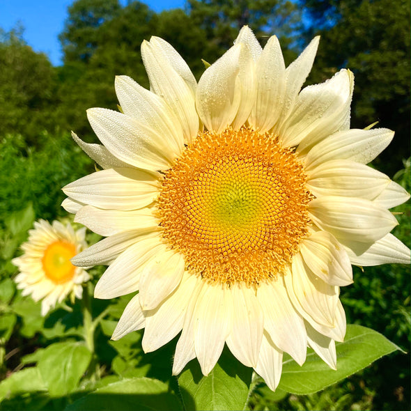 Sunflower 'ProCut® White Lite' Seeds