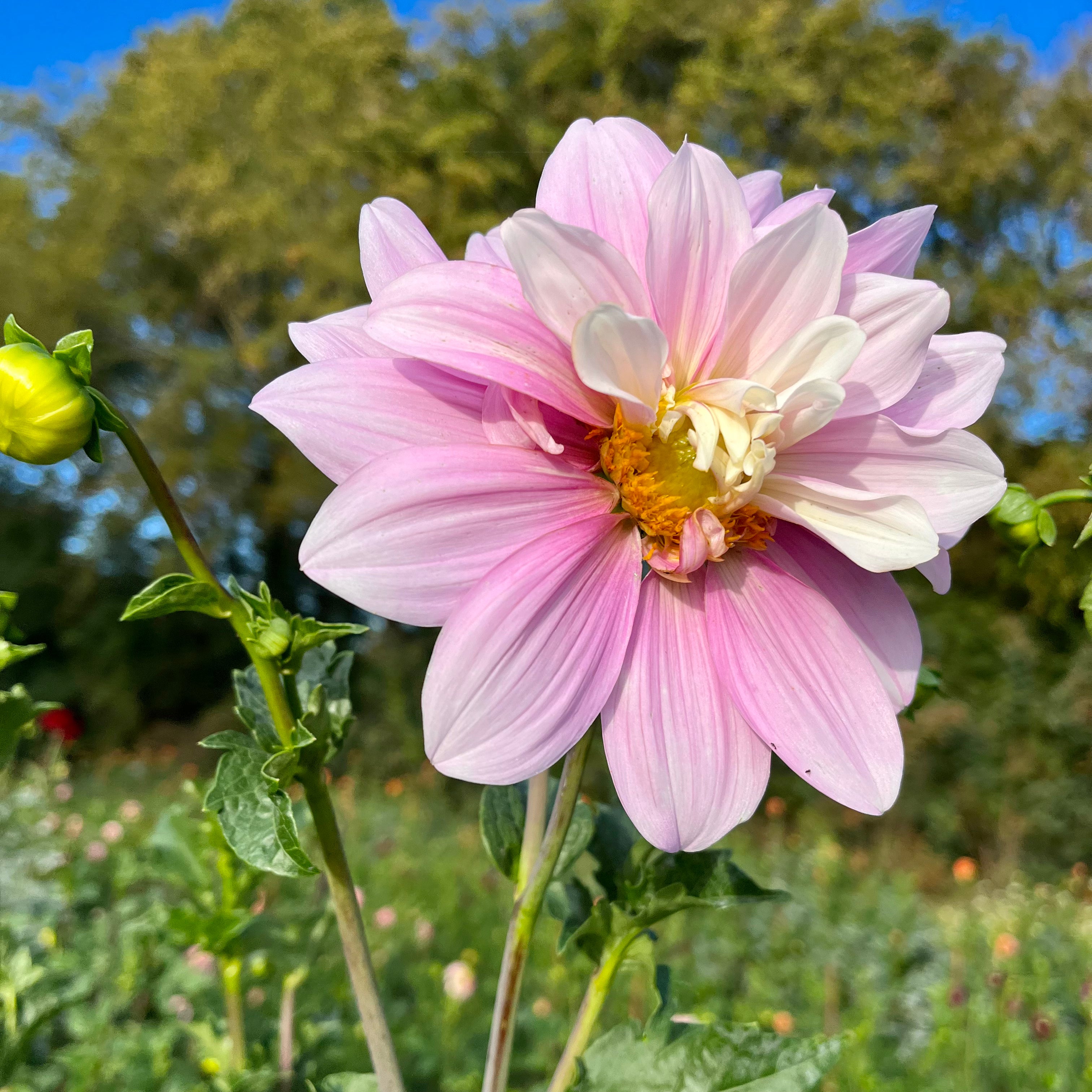 Forget-Me-Not 'Ms. Marilyn' Seeds - Bred by 3 Porch Farm !