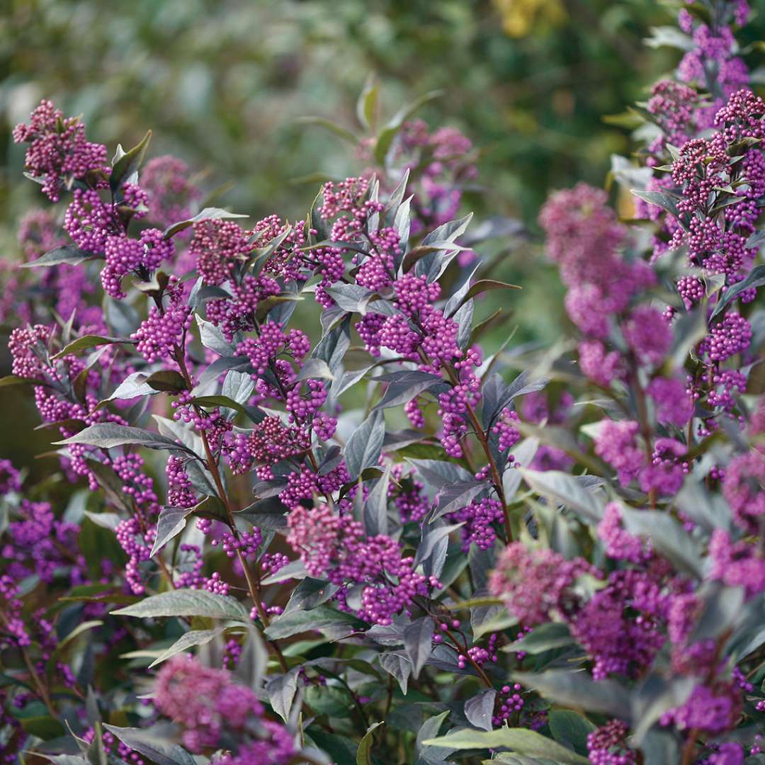 Beautyberry 'Pearl Glam®'