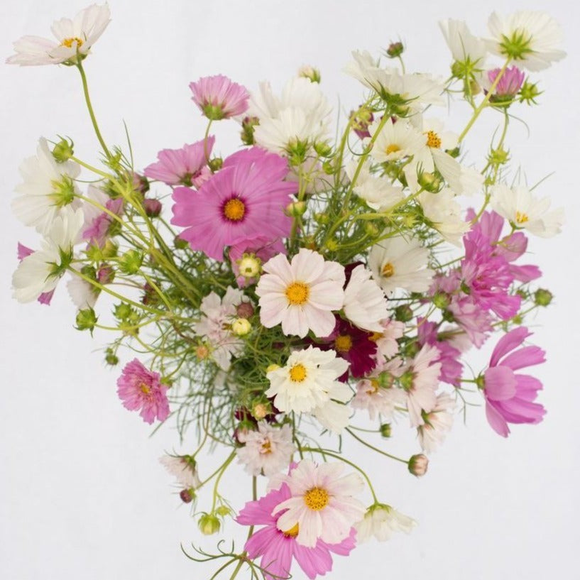 Cosmos 'Versailles' Mix Seeds
