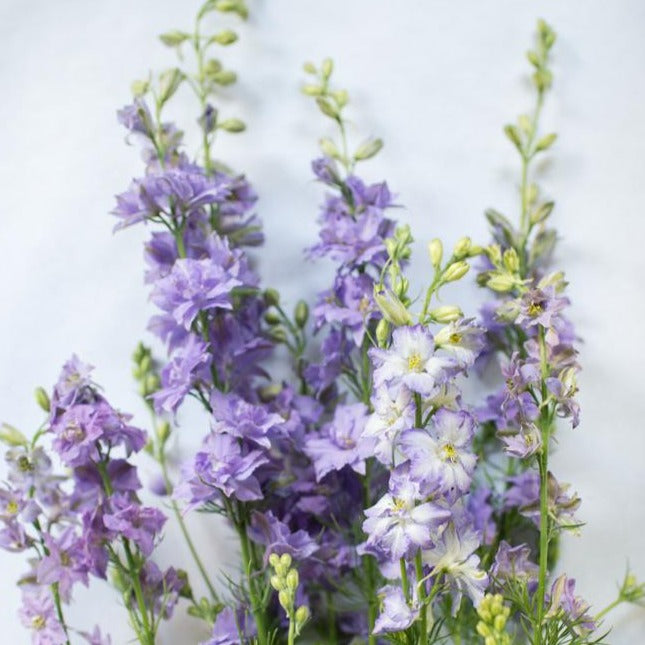 Larkspur 'Smokey Eyes' Seeds