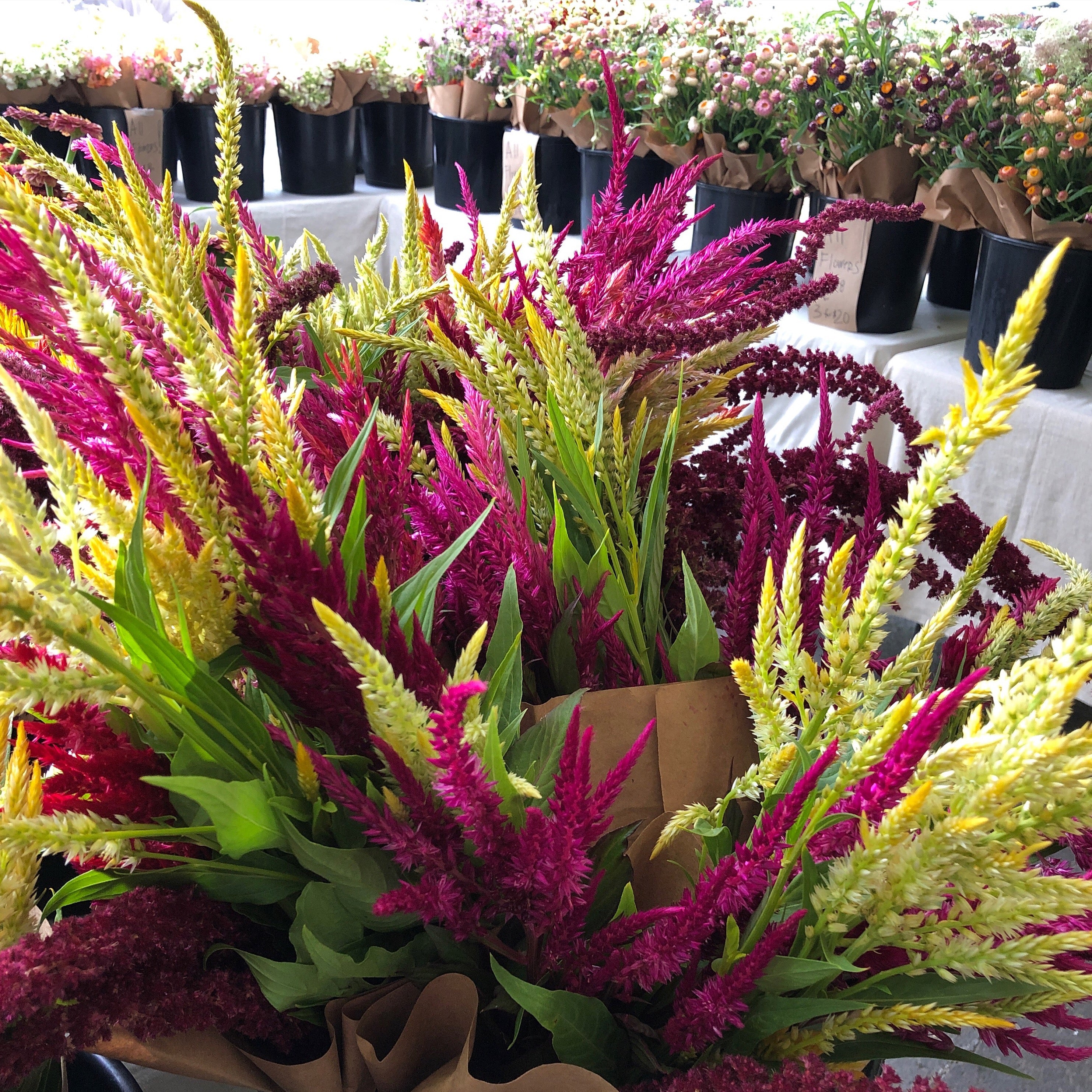 Celosia 'Pampas Plume' Mix Seeds