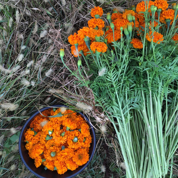 Marigold 'Chedi Orange' Seeds