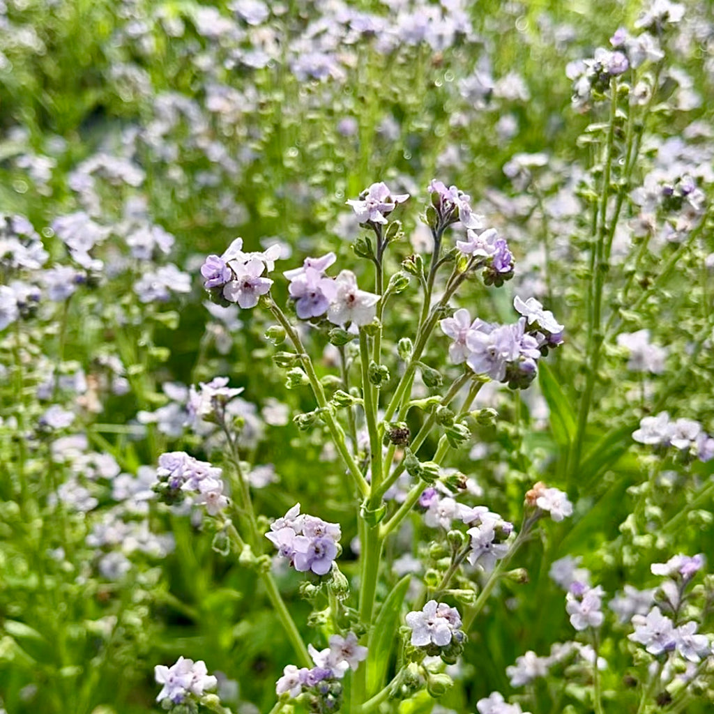 Forget-Me-Not 'Ms. Marilyn' Seeds - Bred by 3 Porch Farm !