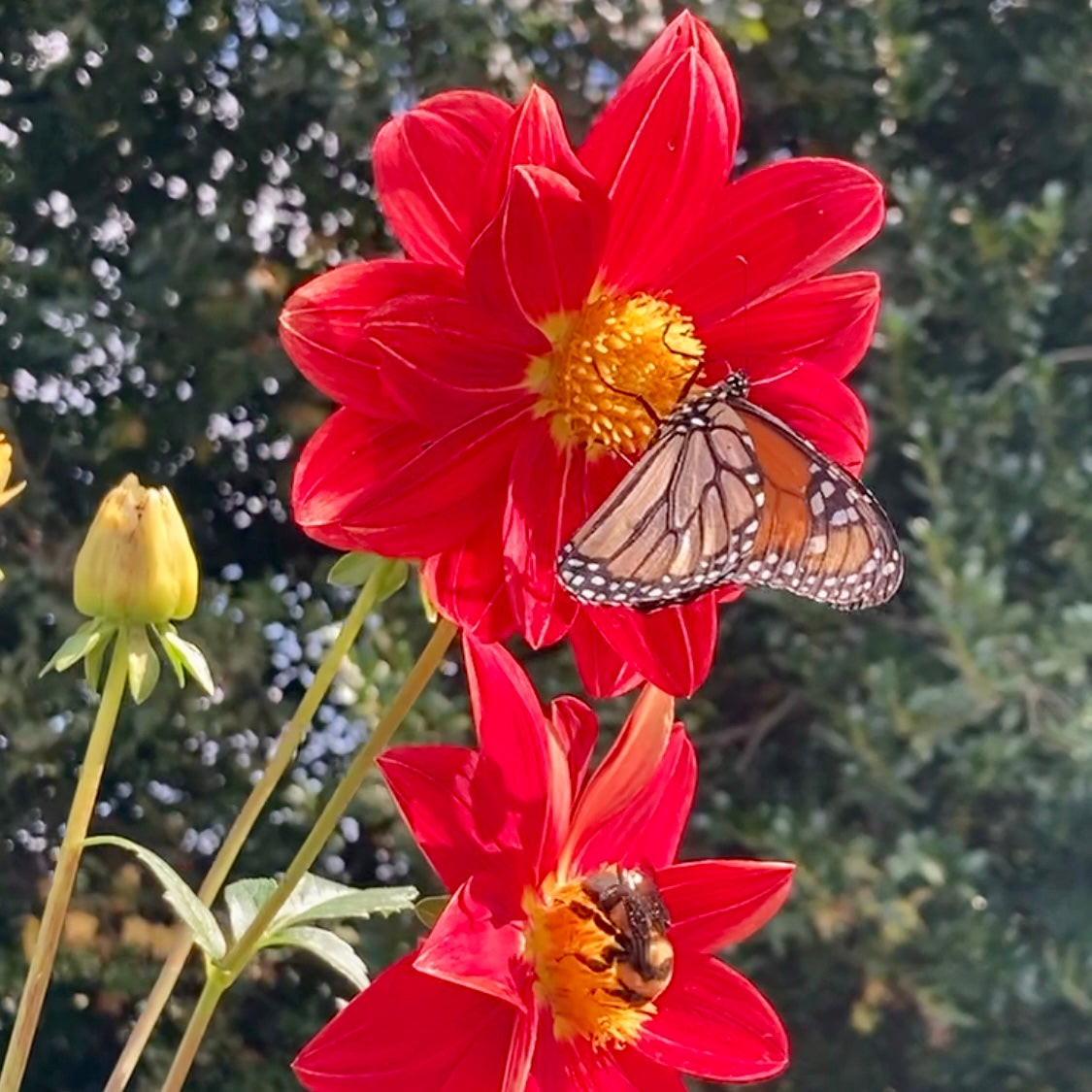 dahlia seeds bulk Dahlia '3 Porch Mix' Seeds – 3 Porch Farm