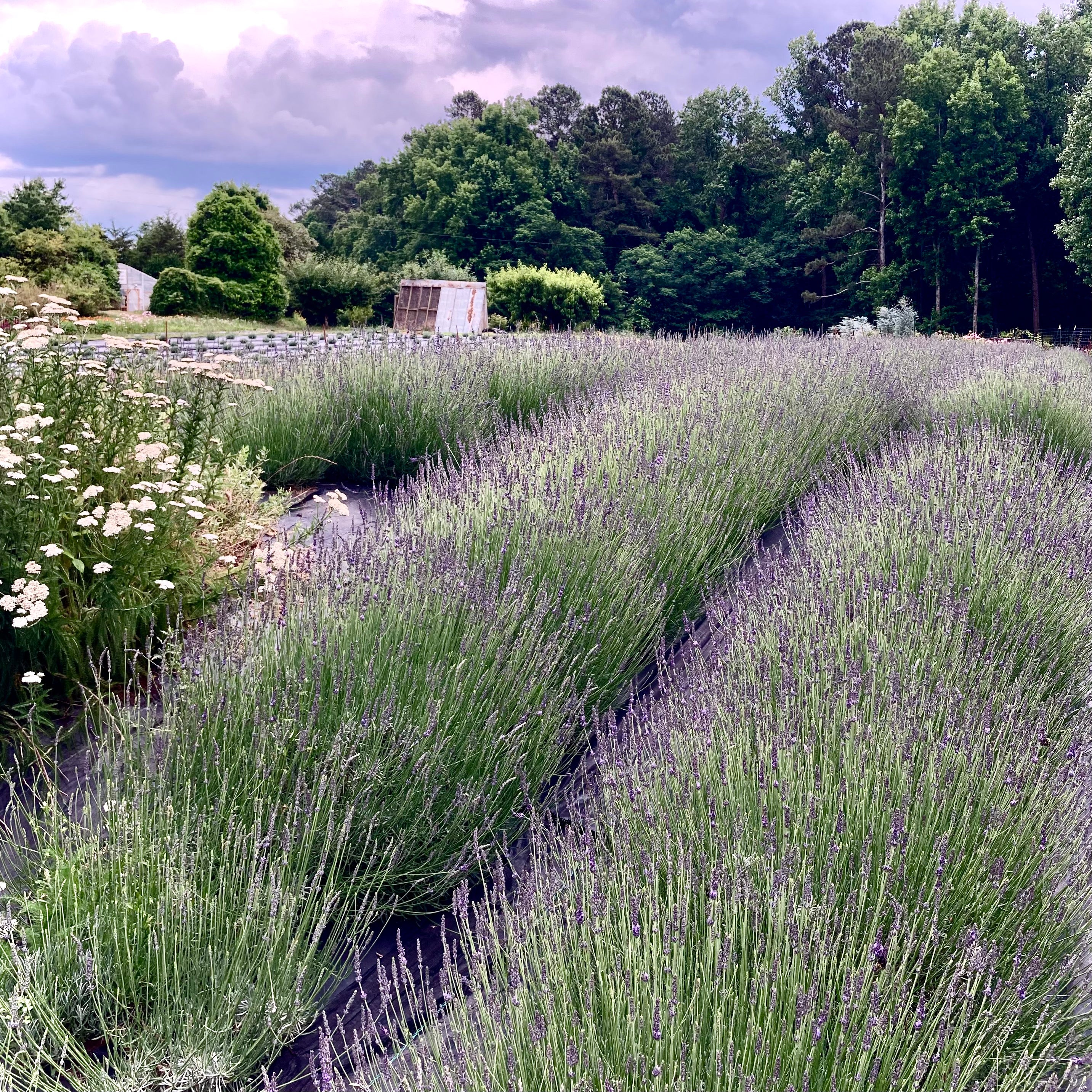 Fresh Cut Flowers Shipped || Lavender