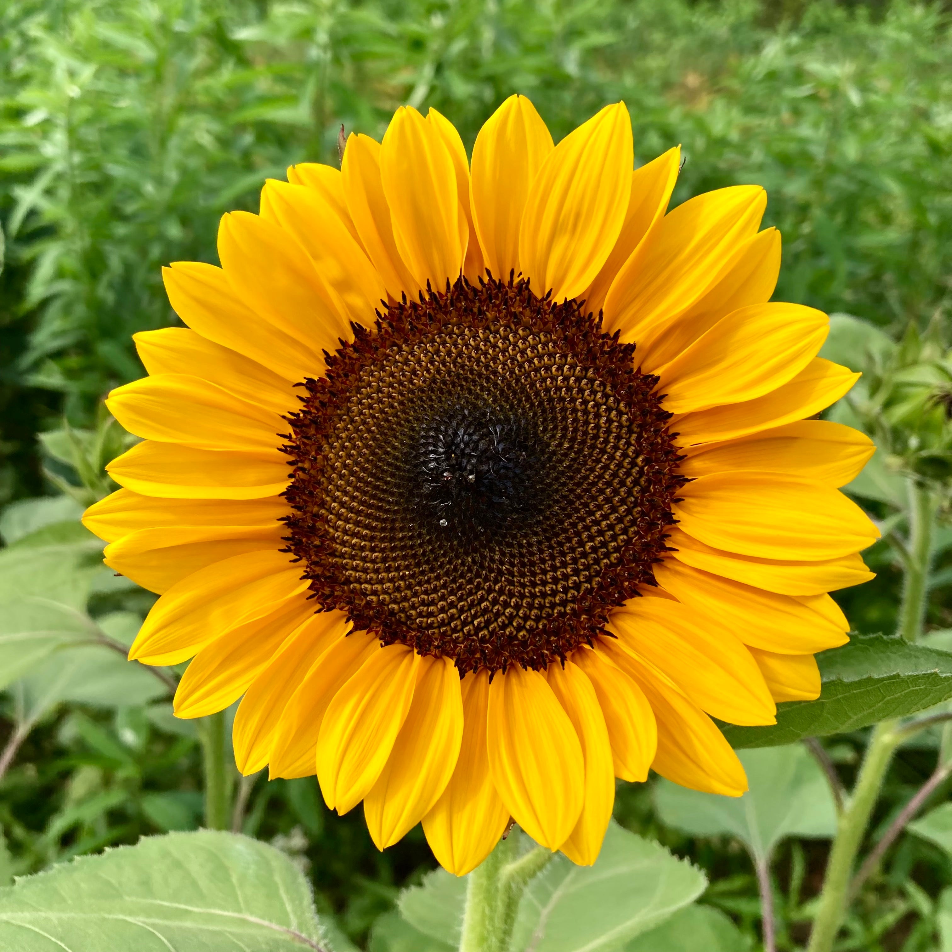 plant orange seeds Sunflower 'ProCut® Orange' Seeds – 3 Porch Farm