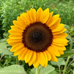 Sunflower 'ProCut® Orange' Seeds