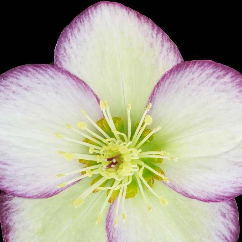 Helleborus ‘Ice n’ Roses Frosted Rose’