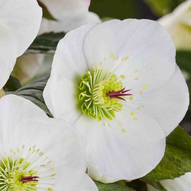 Helleborus ‘Ice n’ Roses Bianco’