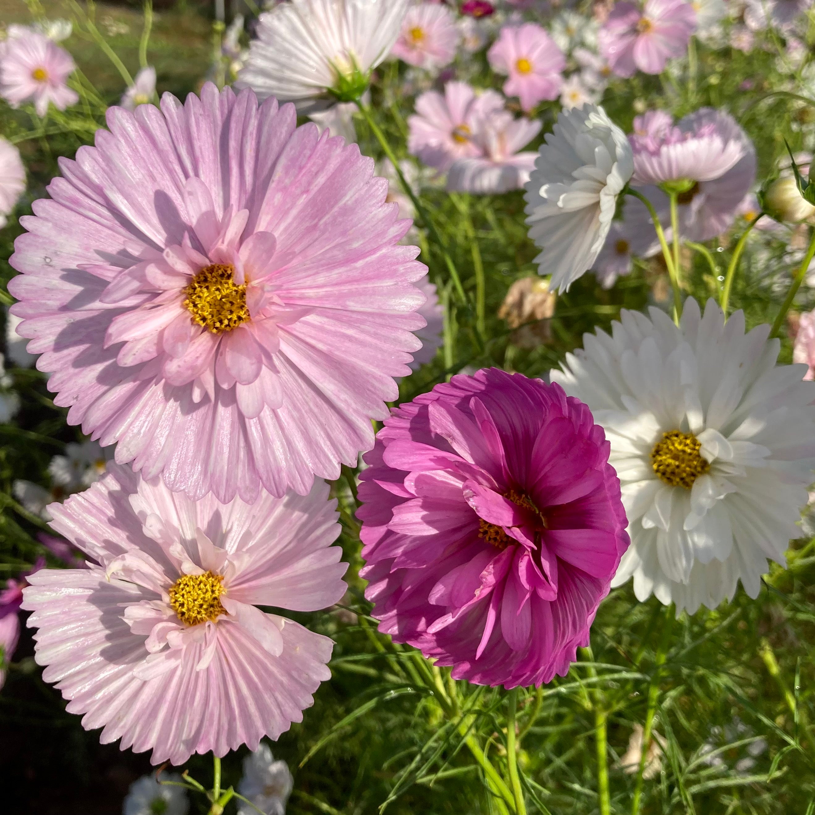 Cosmos 'Cup & Saucer Pastel Mix' Seeds