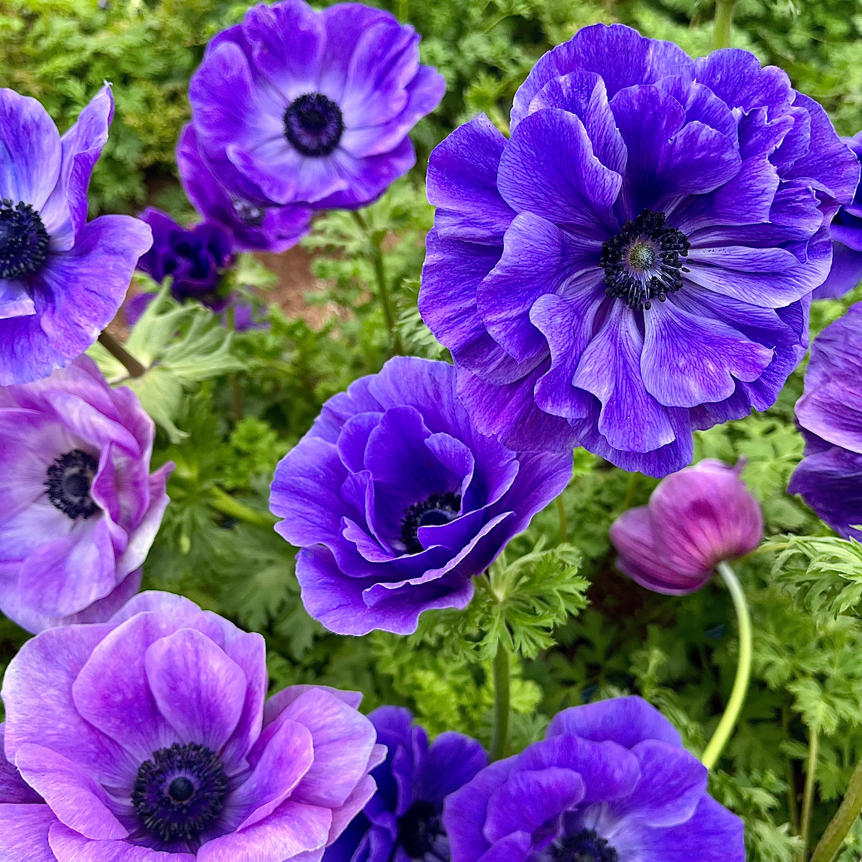 Fresh Cut Flowers Shipped || Cute and Short Jewel Anemones (more stems!)