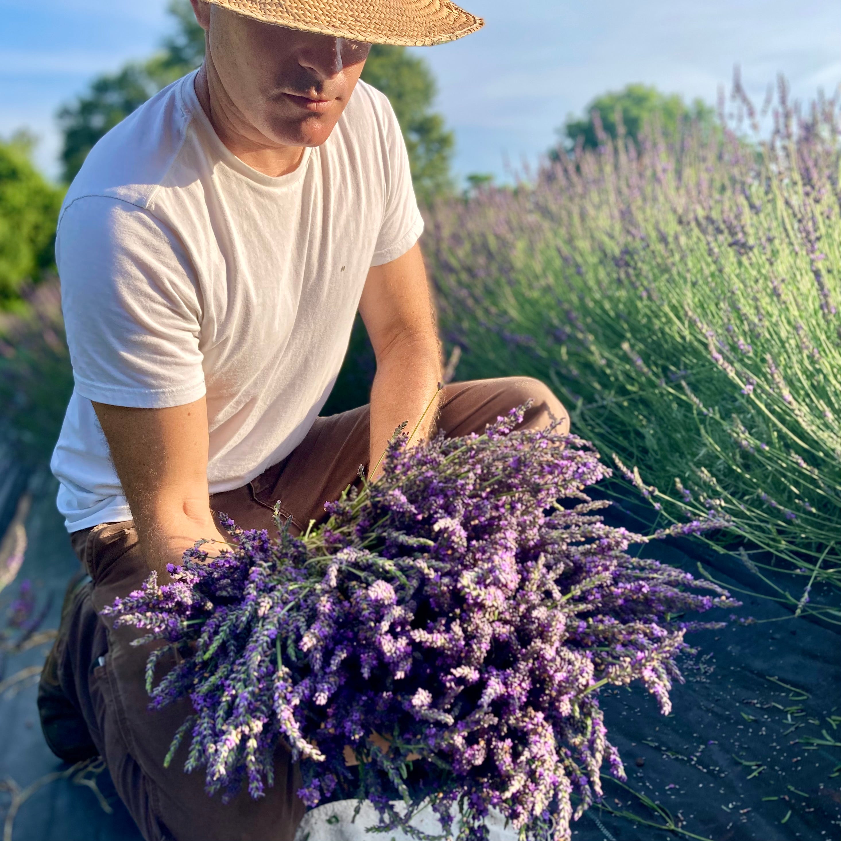 Fresh Cut Flowers Shipped || Lavender
