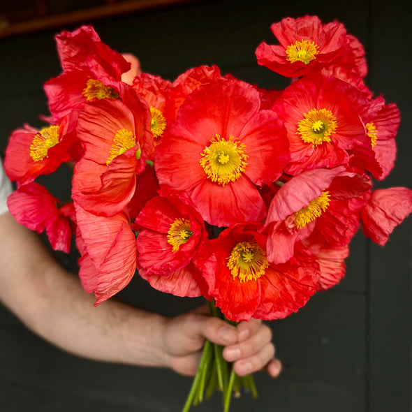 Fresh Cut flowers shipped || PINK Icelandic Poppies
