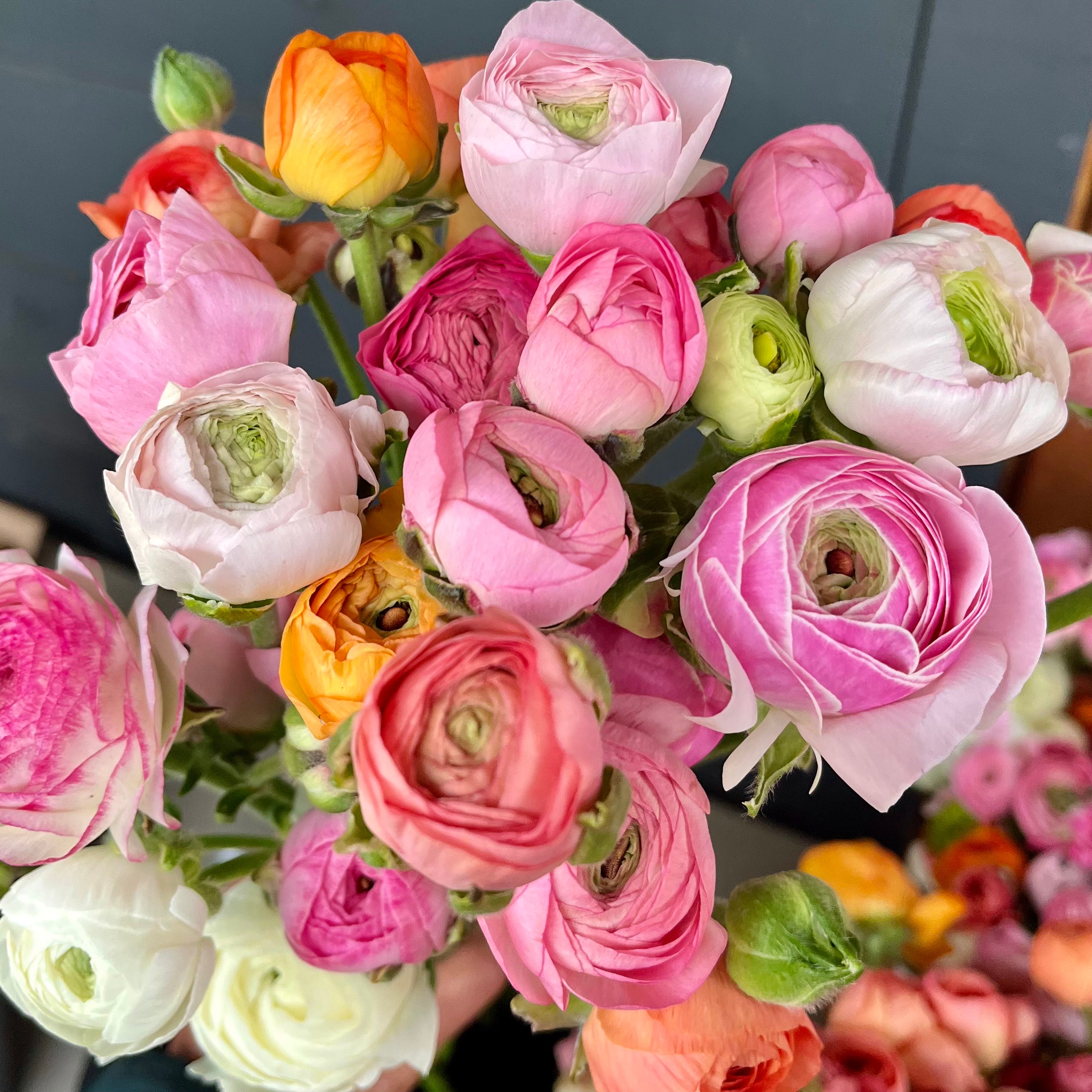 Fresh Cut Flowers Shipped || Ranunculus Farmer's Mix – 3 Porch Farm