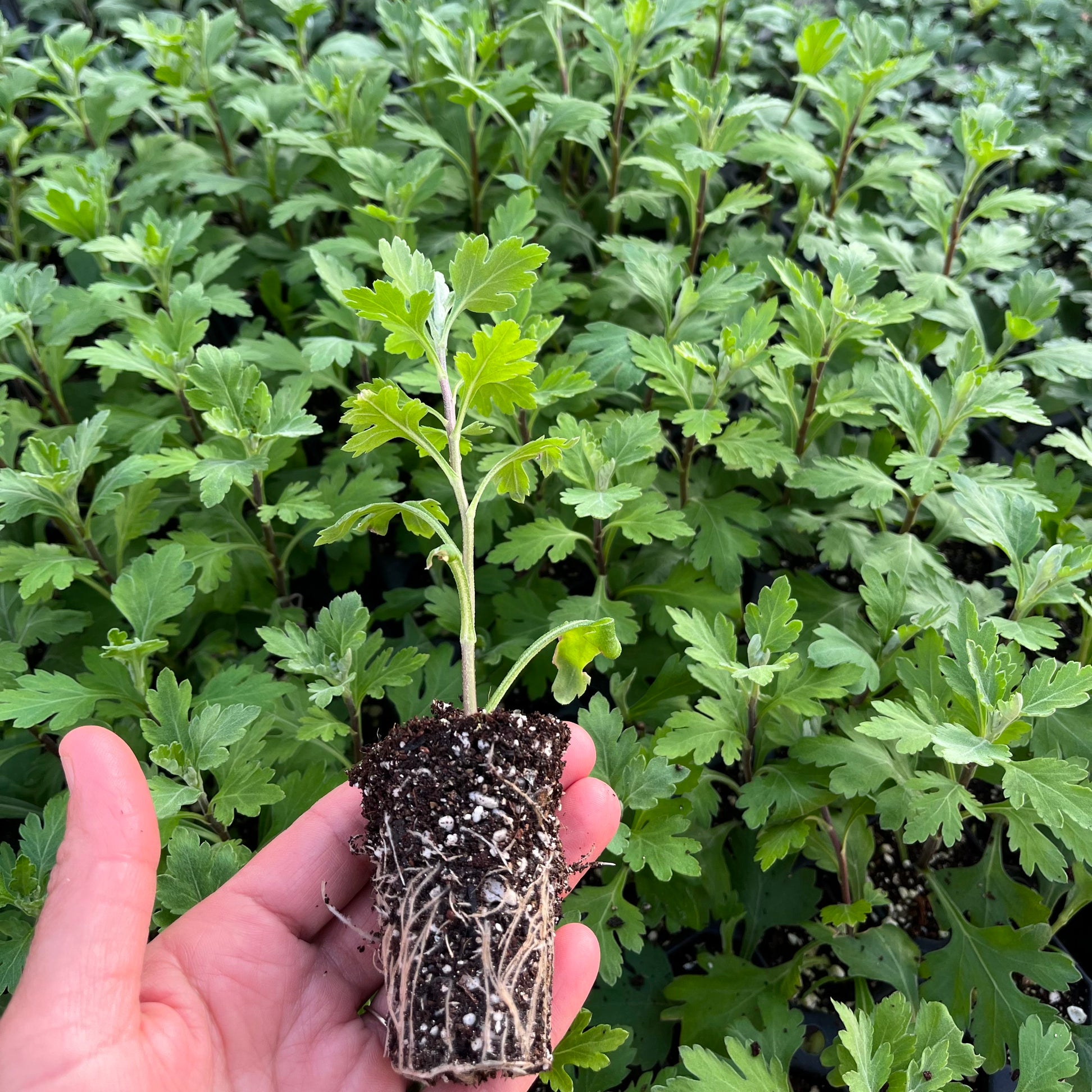 Mum Information 3 Porch Farm