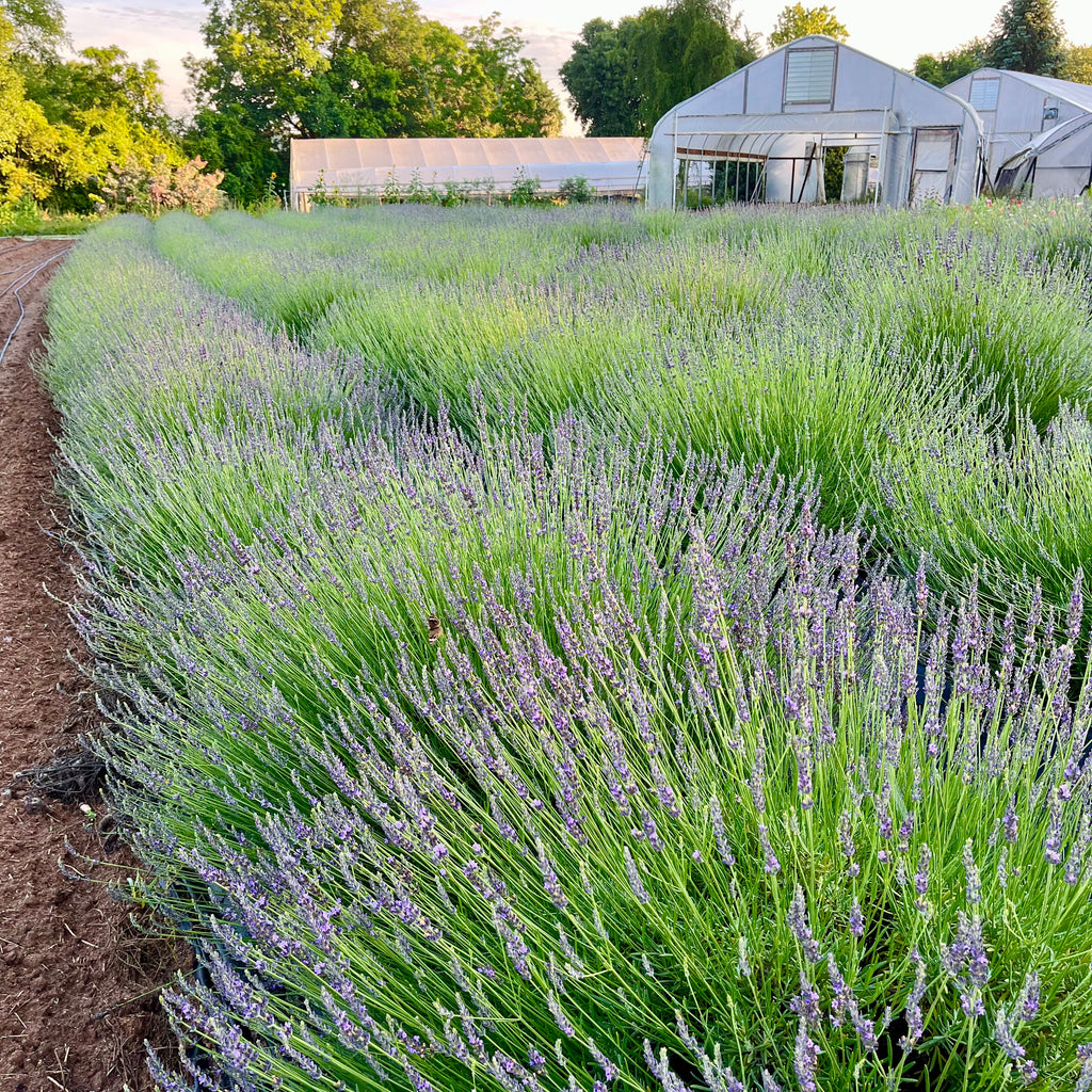Herbs || Lavender 'Phenomenal'