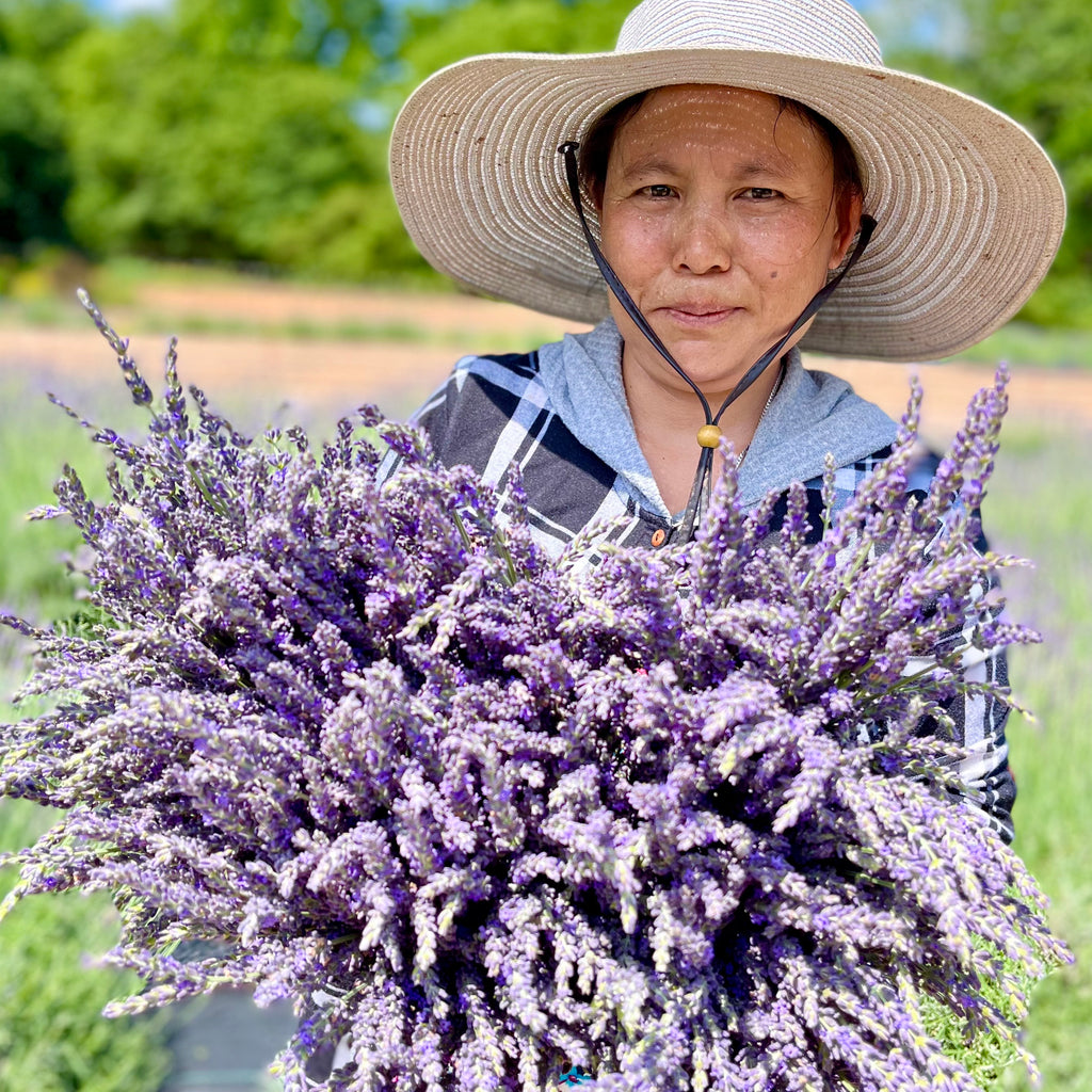 Herbs || Lavender 'Phenomenal'