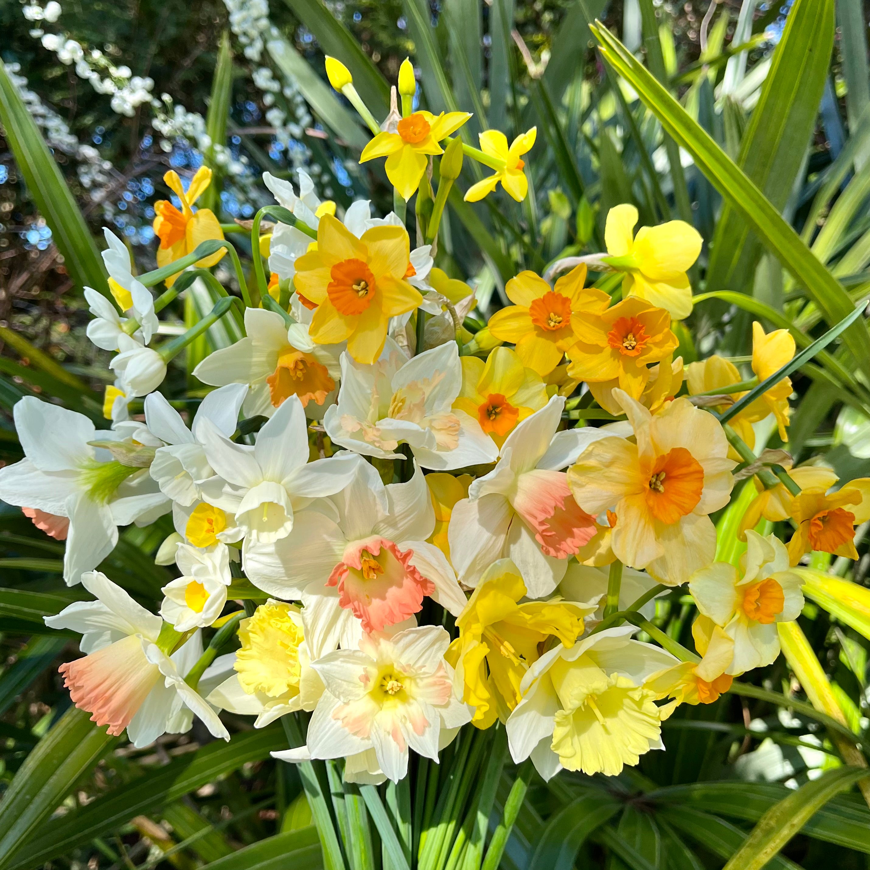 Fresh Cut Flowers Shipped || Daffodil Mix