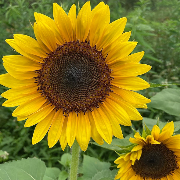 Sunflower 'ProCut® Brilliance' Seeds