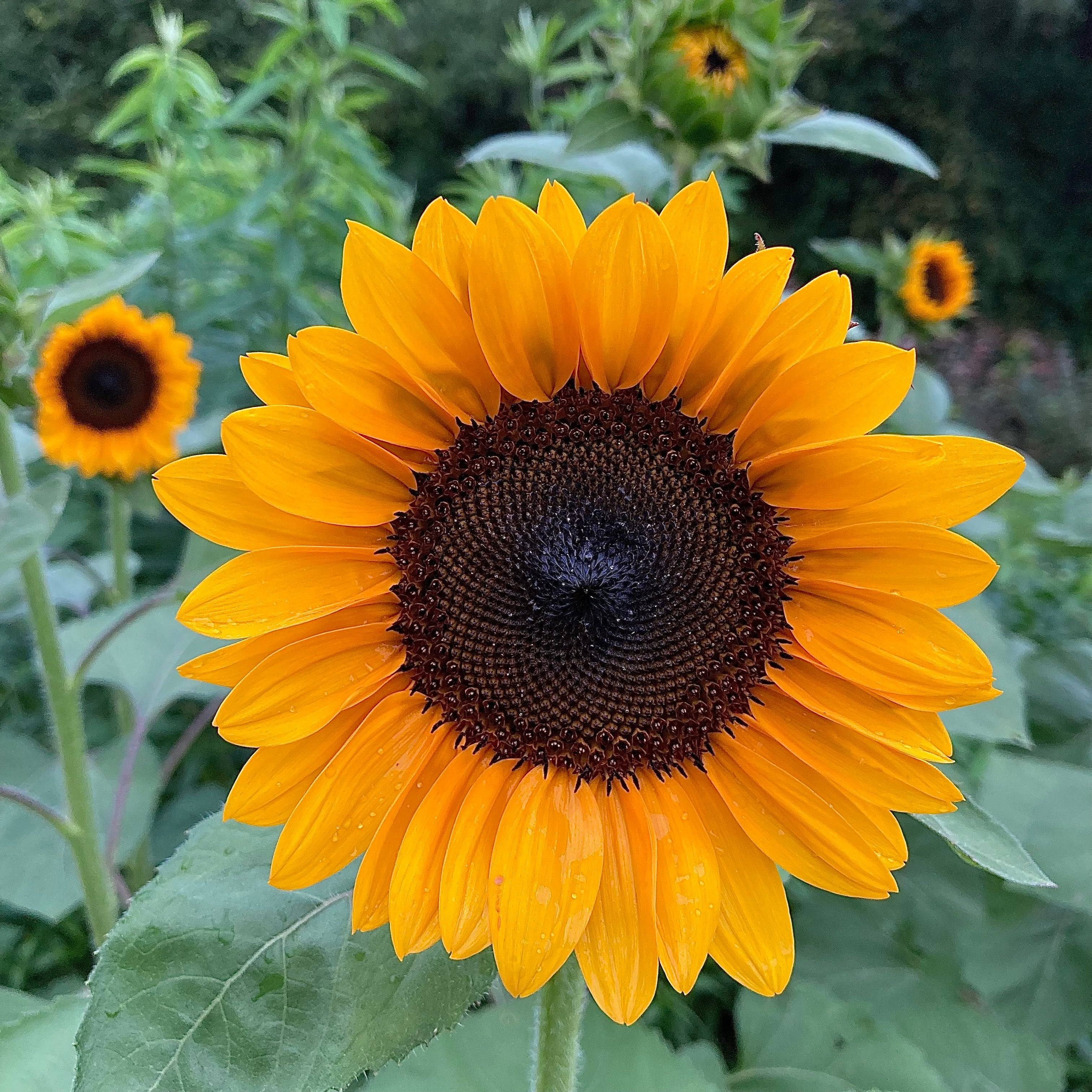 Sunflower 'ProCut® Orange Excel' Seeds