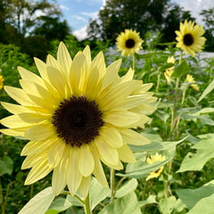 Sunflower 'Buttercream' Seeds