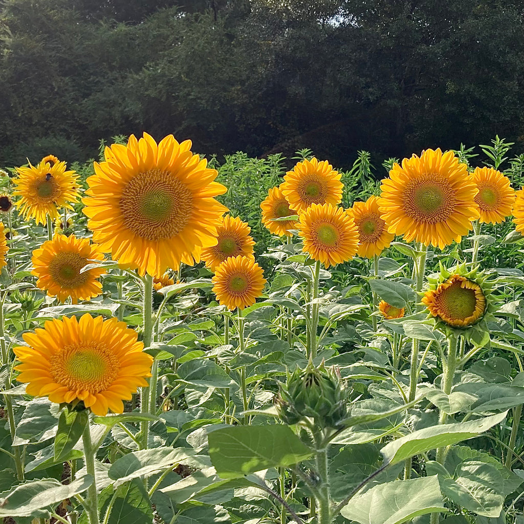 Sunflower 'ProCut® Gold Lite' Seeds