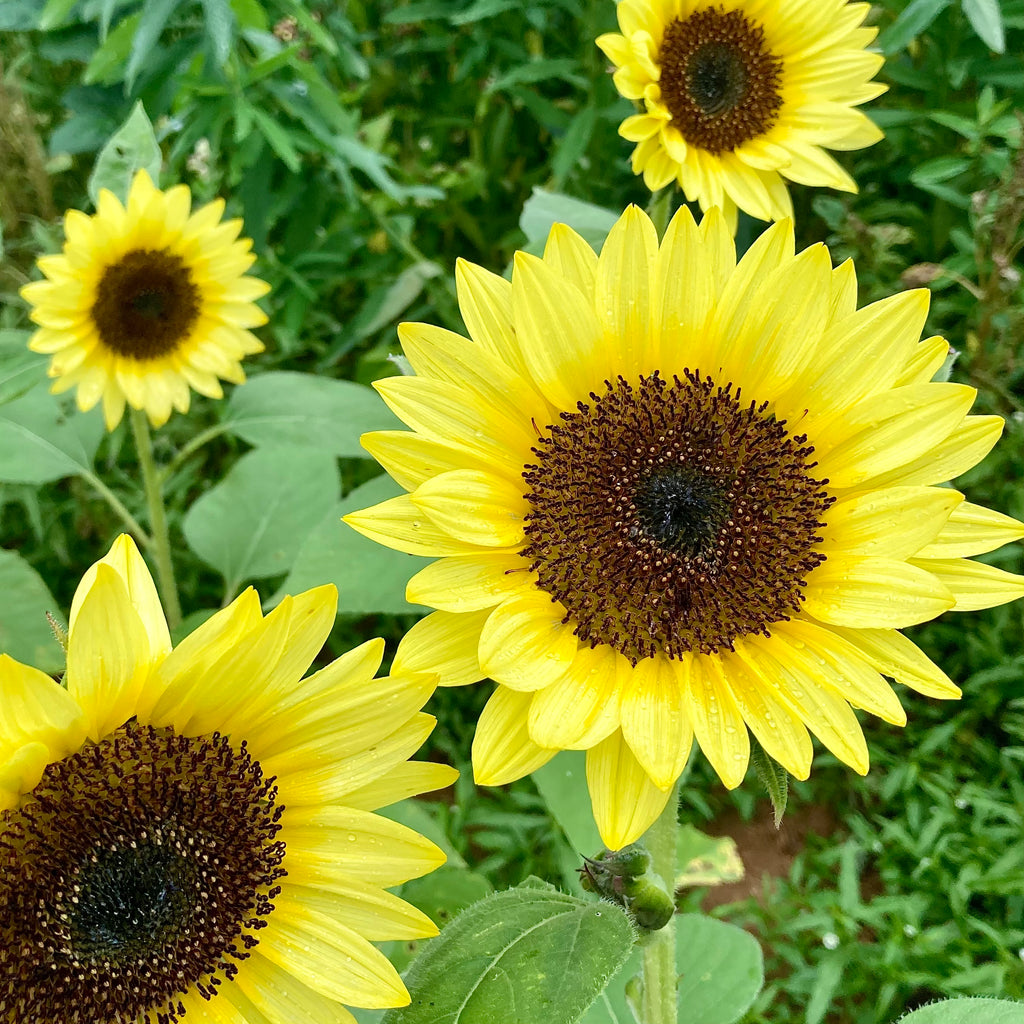 Sunflower 'Sunrich Summer Limoncello' Seeds