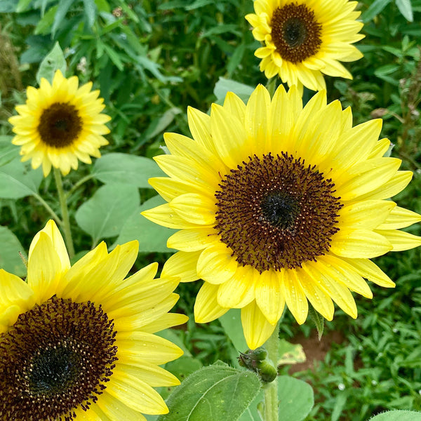 Sunflower 'Sunrich Summer Limoncello' Seeds – 3 Porch Farm