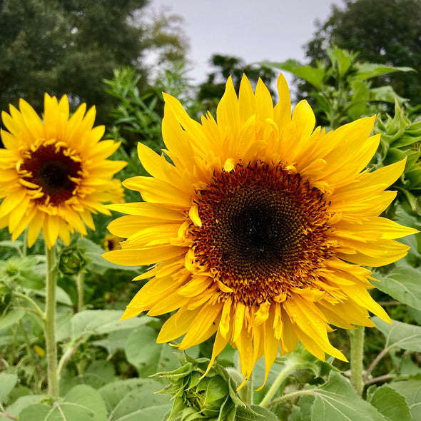 Sunflower 'Starburst Panache' Seeds