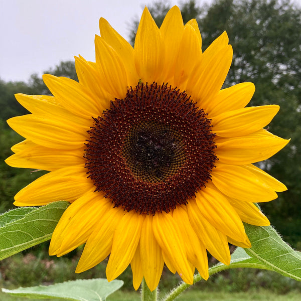 Sunflower 'Sunrich Orange' Seeds – 3 Porch Farm