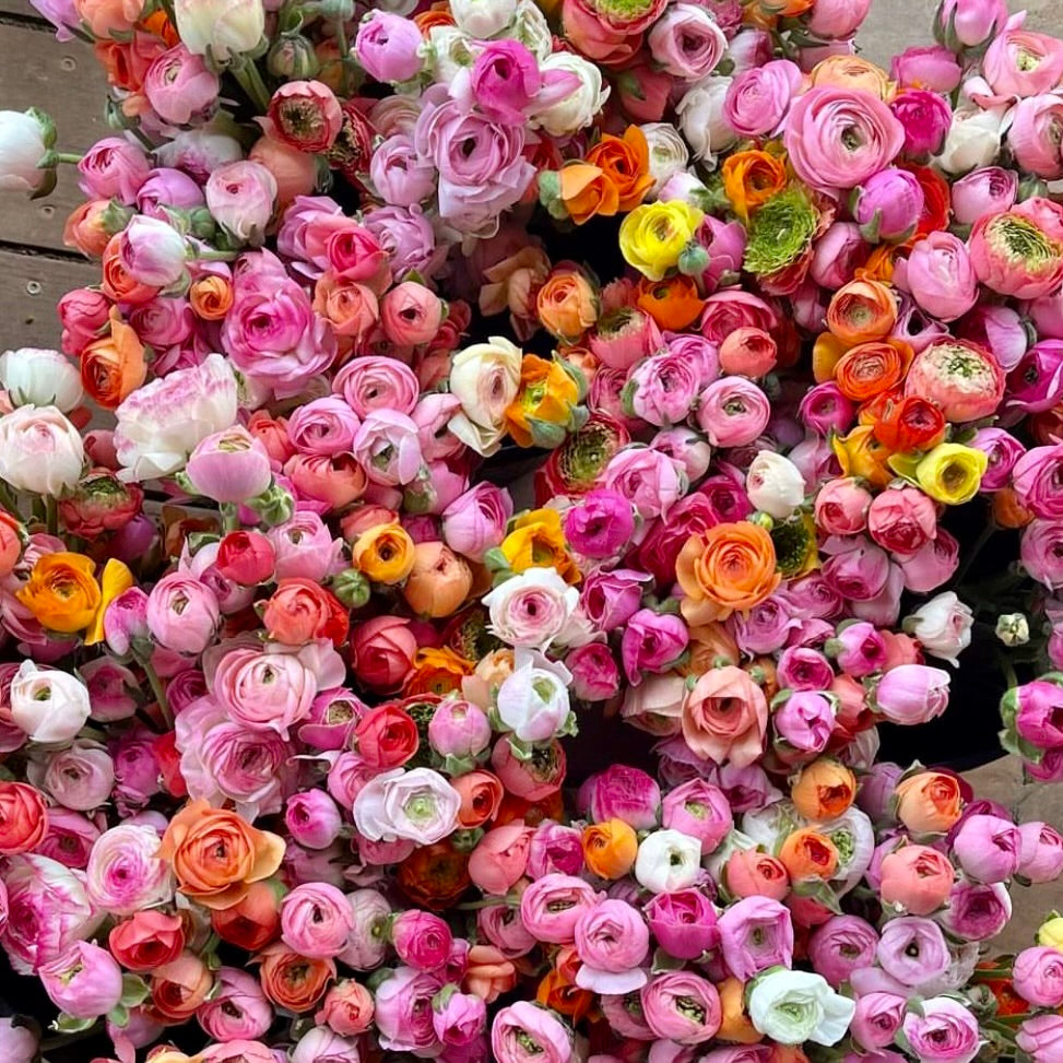 Fresh Cut Flowers Shipped || Ranunculus Farmer's Mix