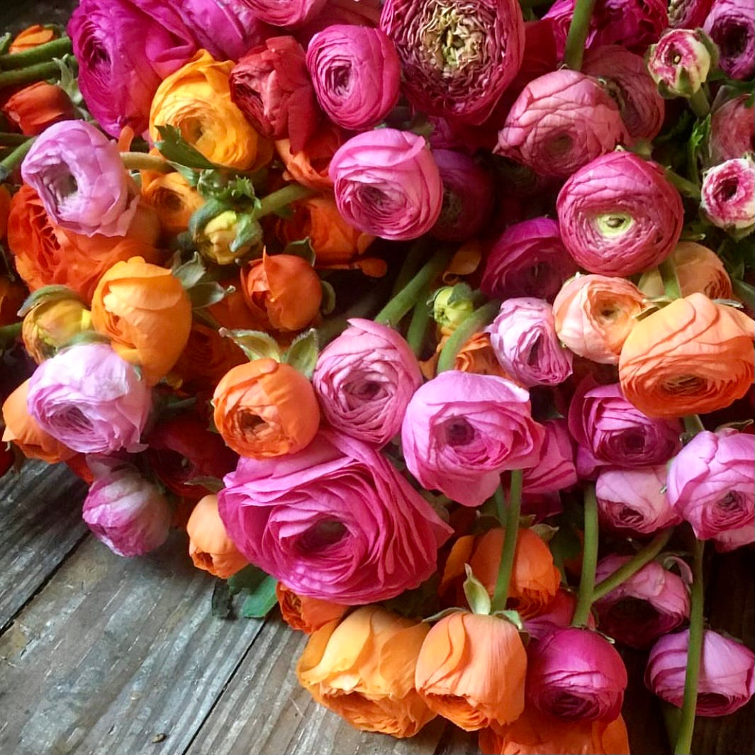 Fresh Cut Flowers Shipped || Ranunculus Farmer's Mix