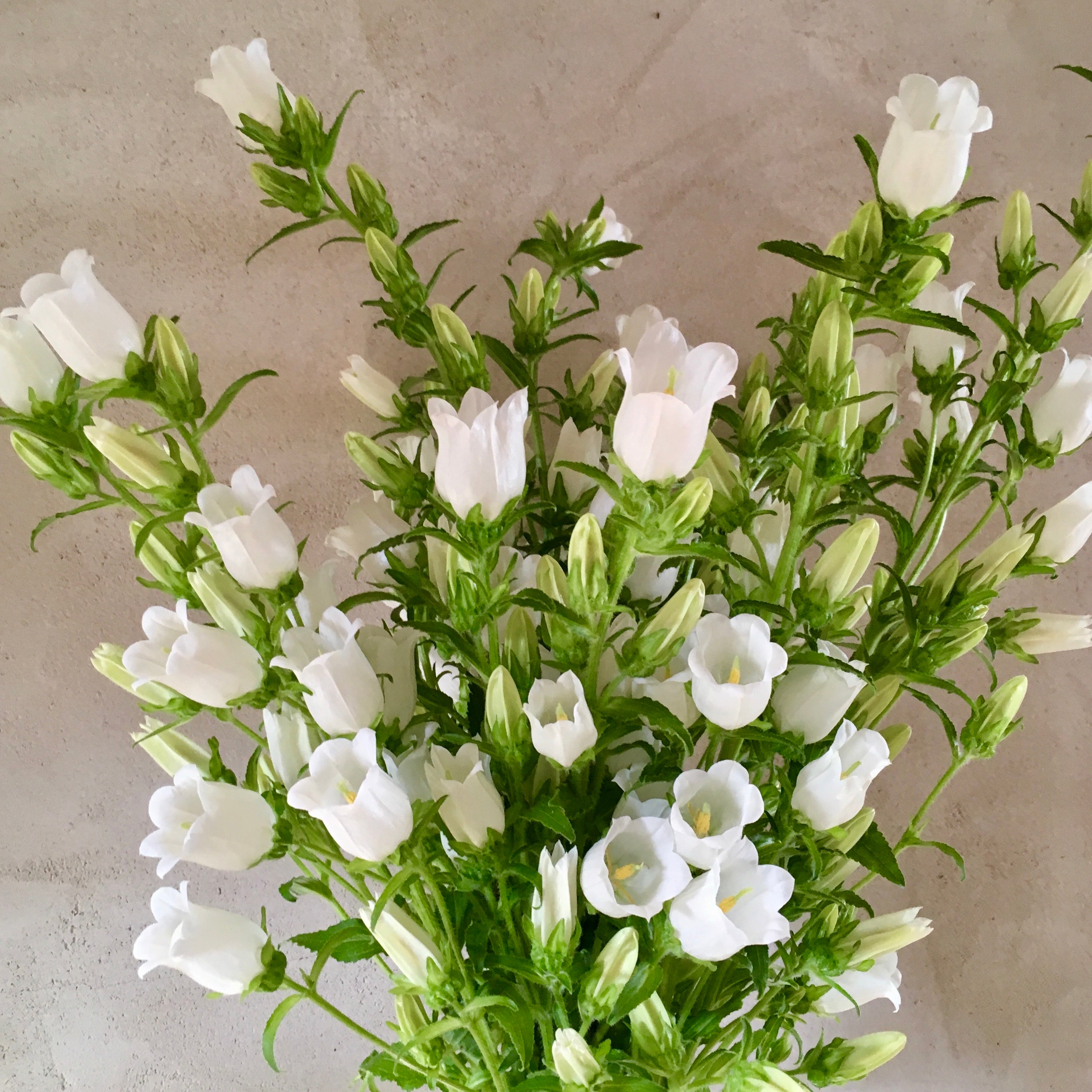 Fresh Cut Flowers Shipped || White Campanula