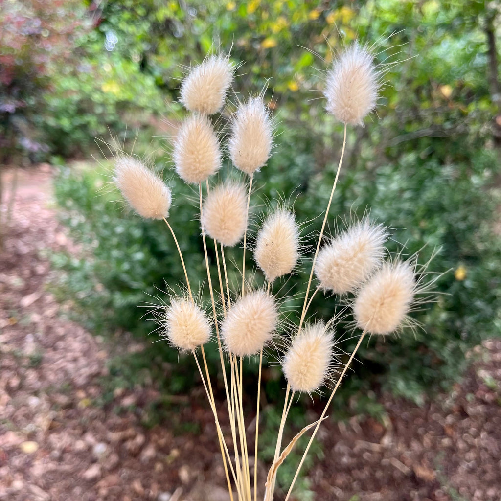 Bunny Tails Seeds
