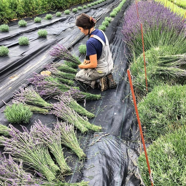 Fresh Cut Flowers Shipped || Lavender