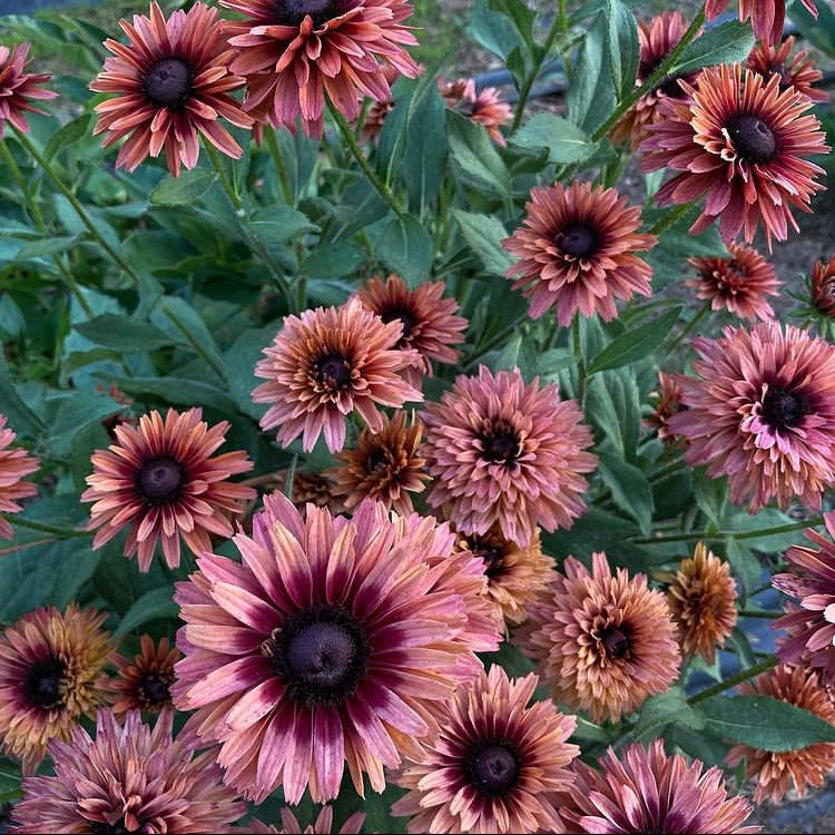 Rudbeckia 'Sahara' Seeds