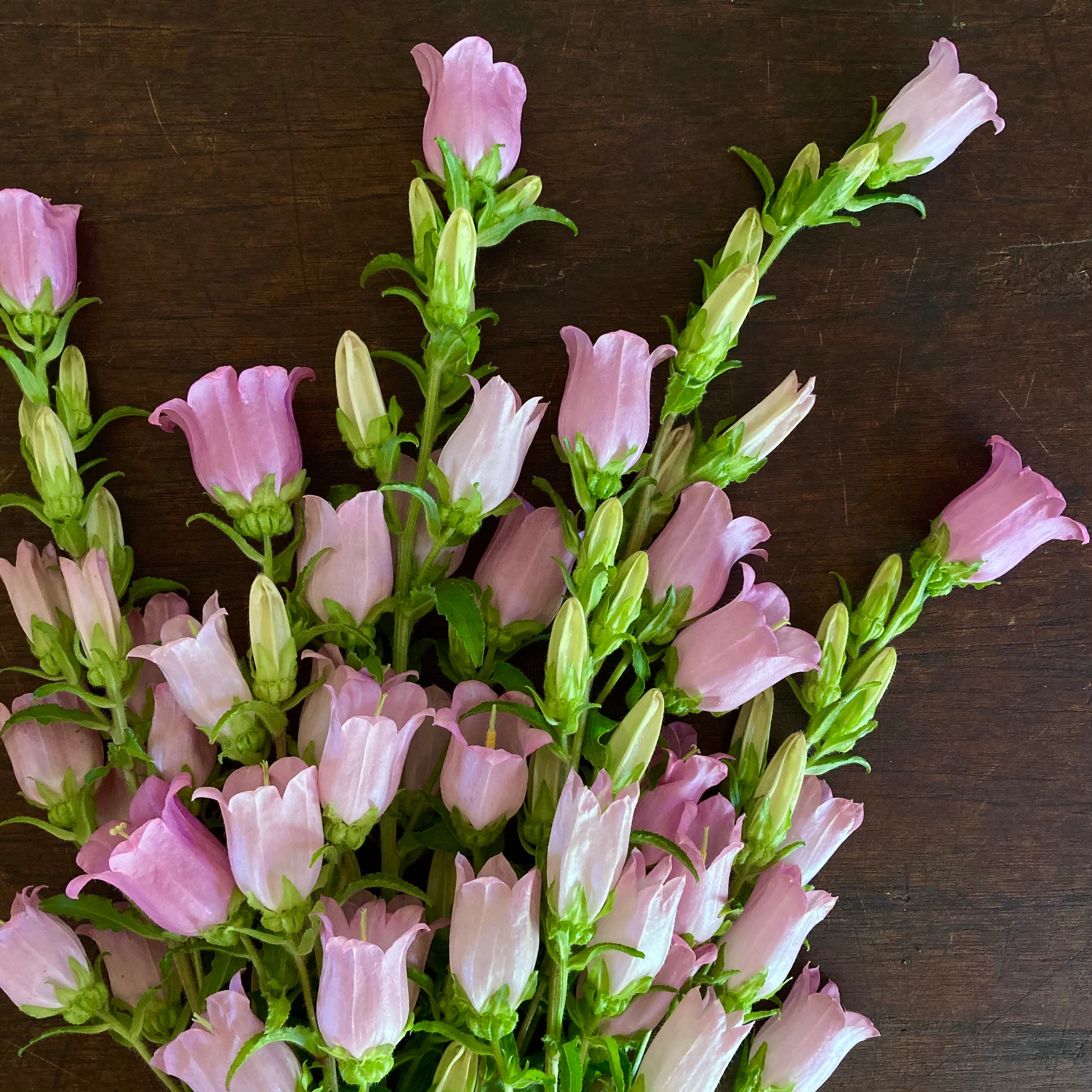 Fresh Cut Flowers Shipped || Pink Campanula