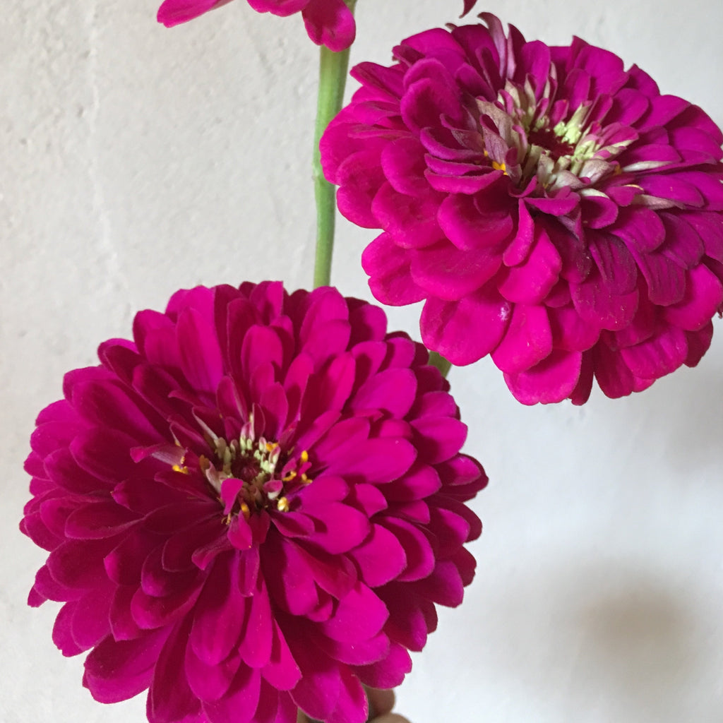 Zinnia 'Benary Giant Wine' Seeds