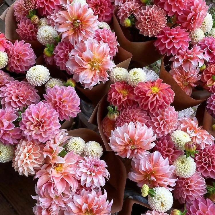 Fresh Cut Flowers Shipped || Dahlia Farmers Mix