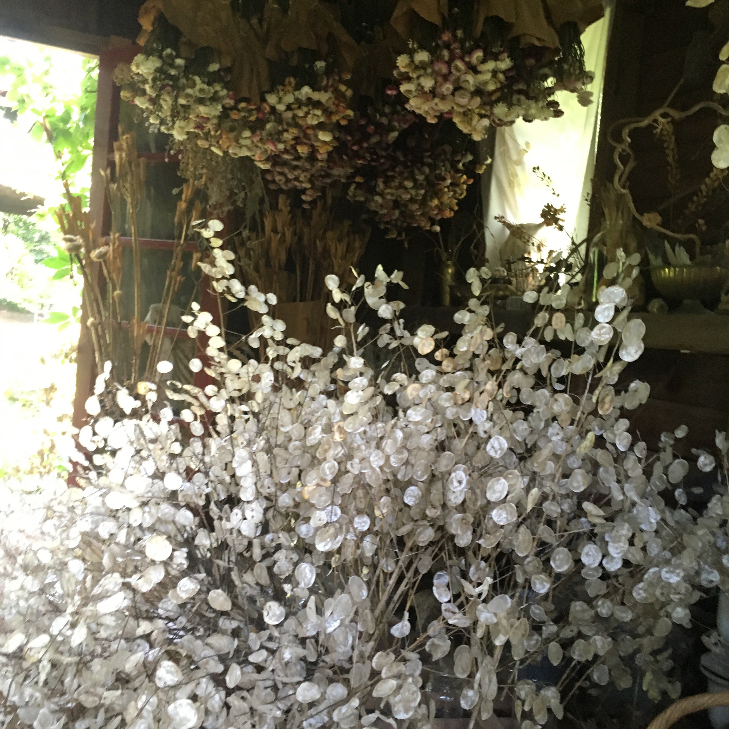 Lunaria Seeds