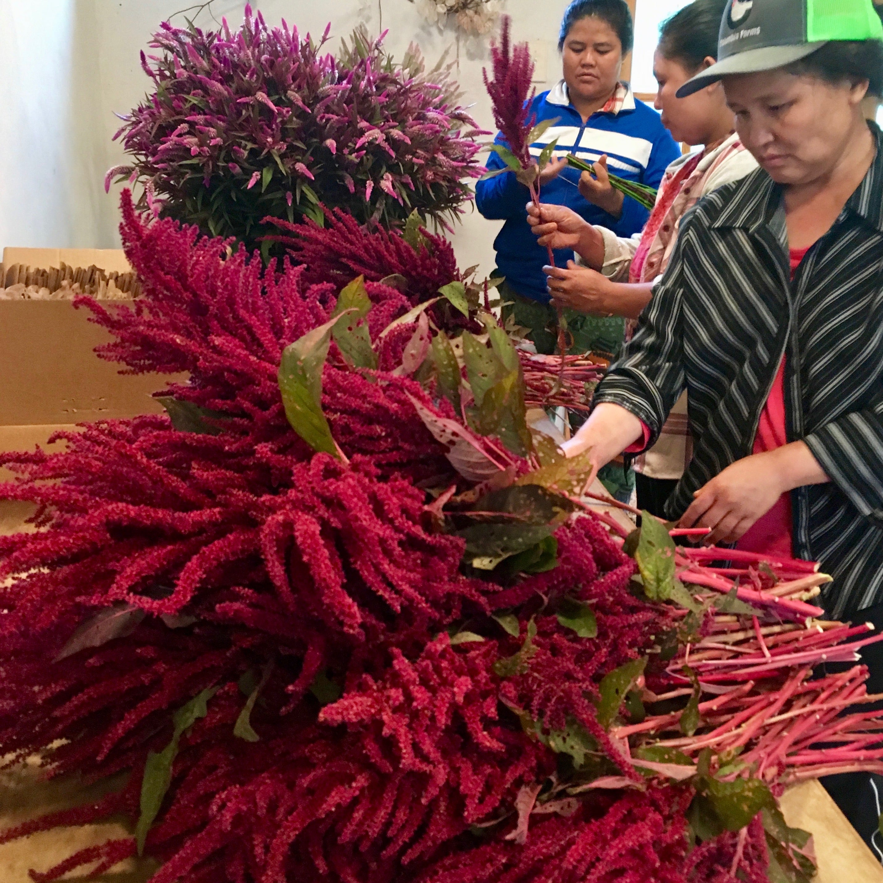 Amaranth 'Red Spire' Seeds