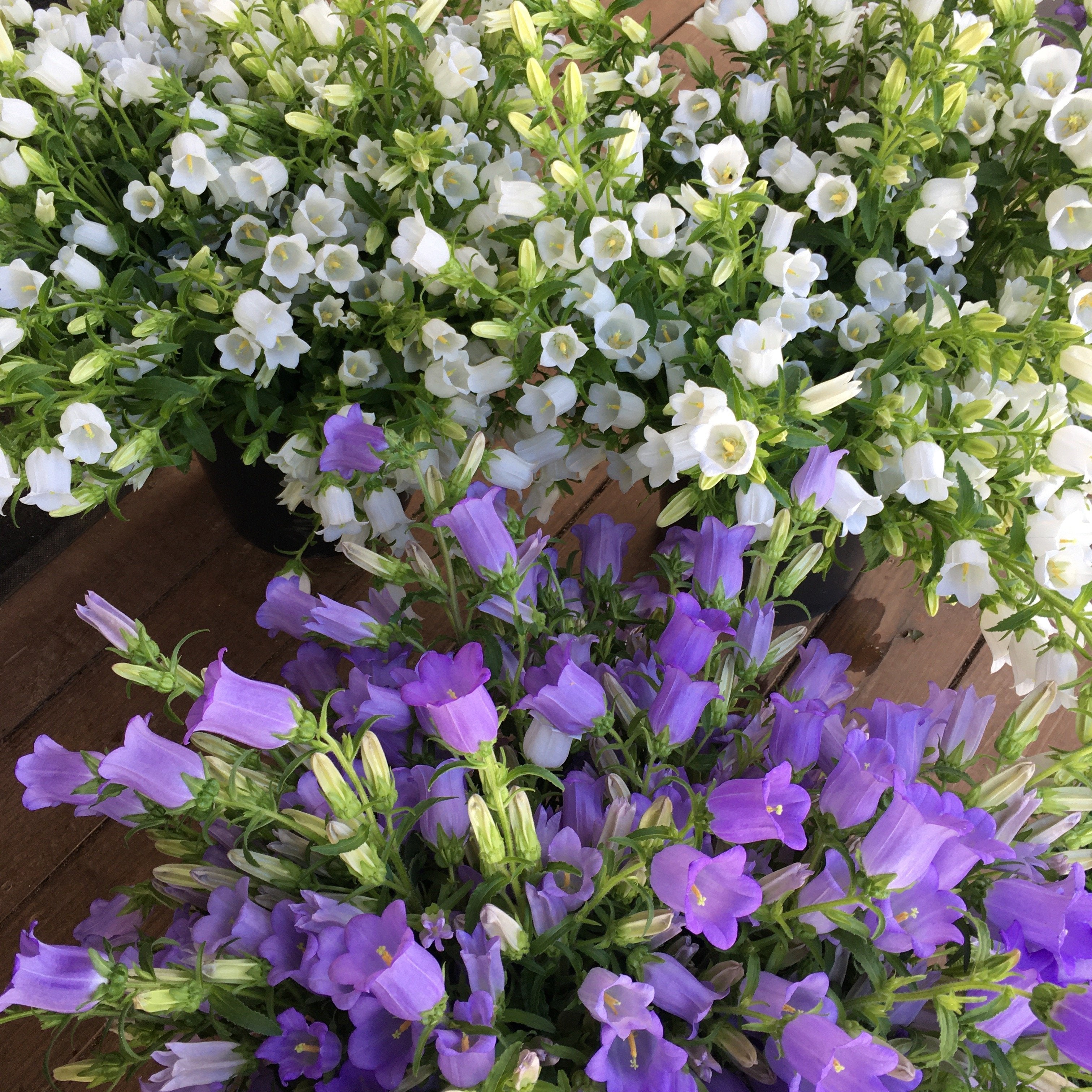 Fresh Cut Flowers Shipped || Campanula Mix