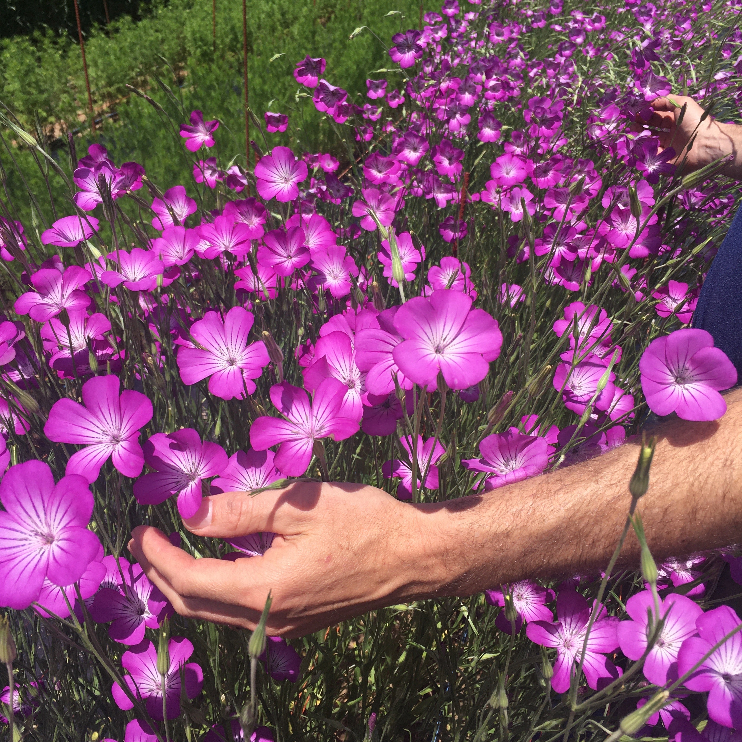 Agrostemma 'Purple Queen' Seeds