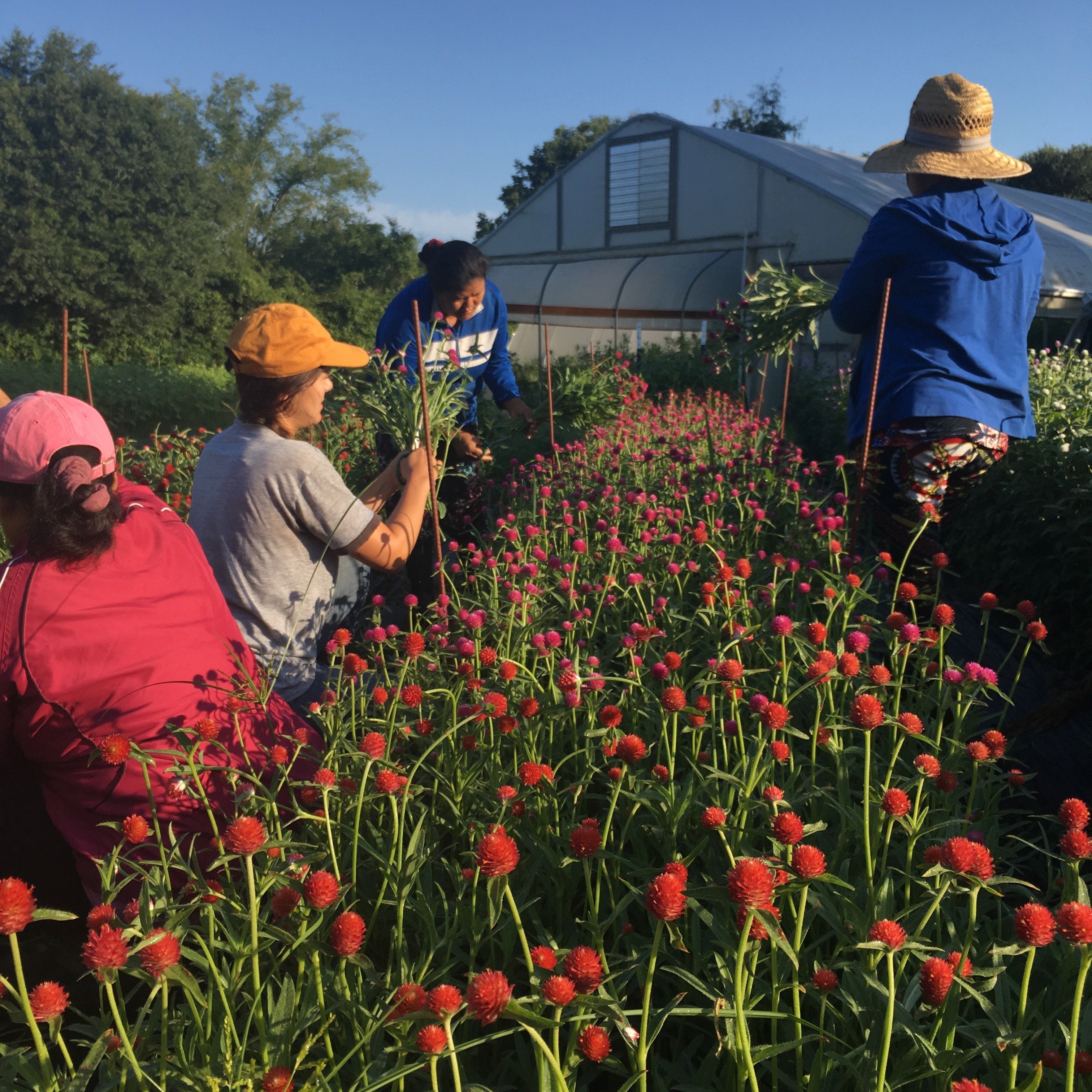 strawberry fields gomphrena seeds Gomphrena 'Strawberry Fields' Seeds