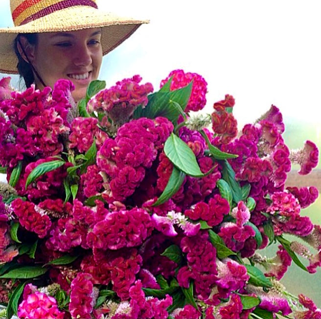 Celosia 'Early Rose' Seeds