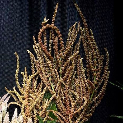 Amaranthus 'Autumn Touch' Seeds